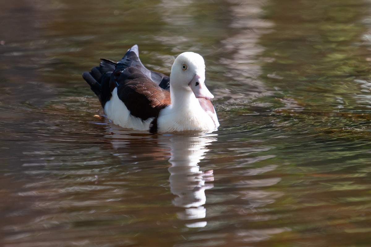 Radjah Shelduck - ML104219131