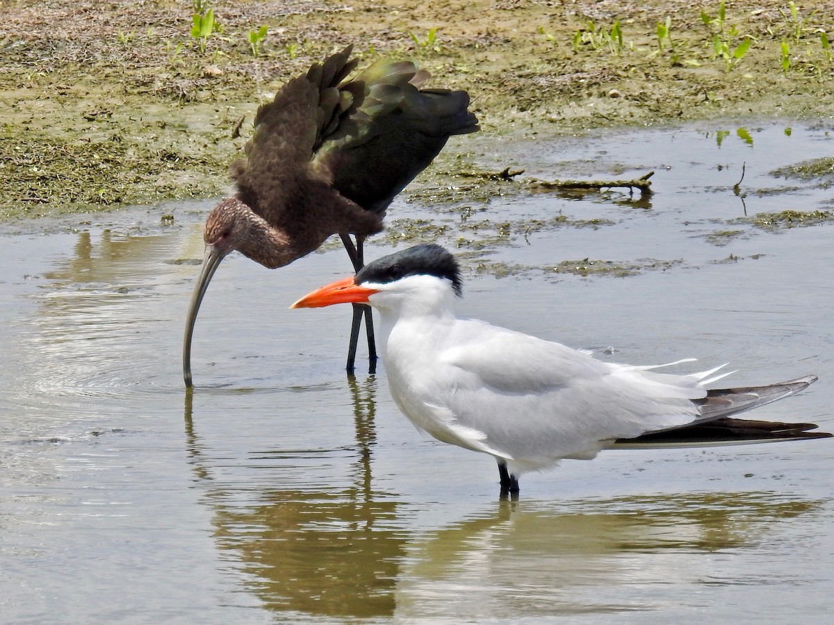 Caspian Tern - ML104219231