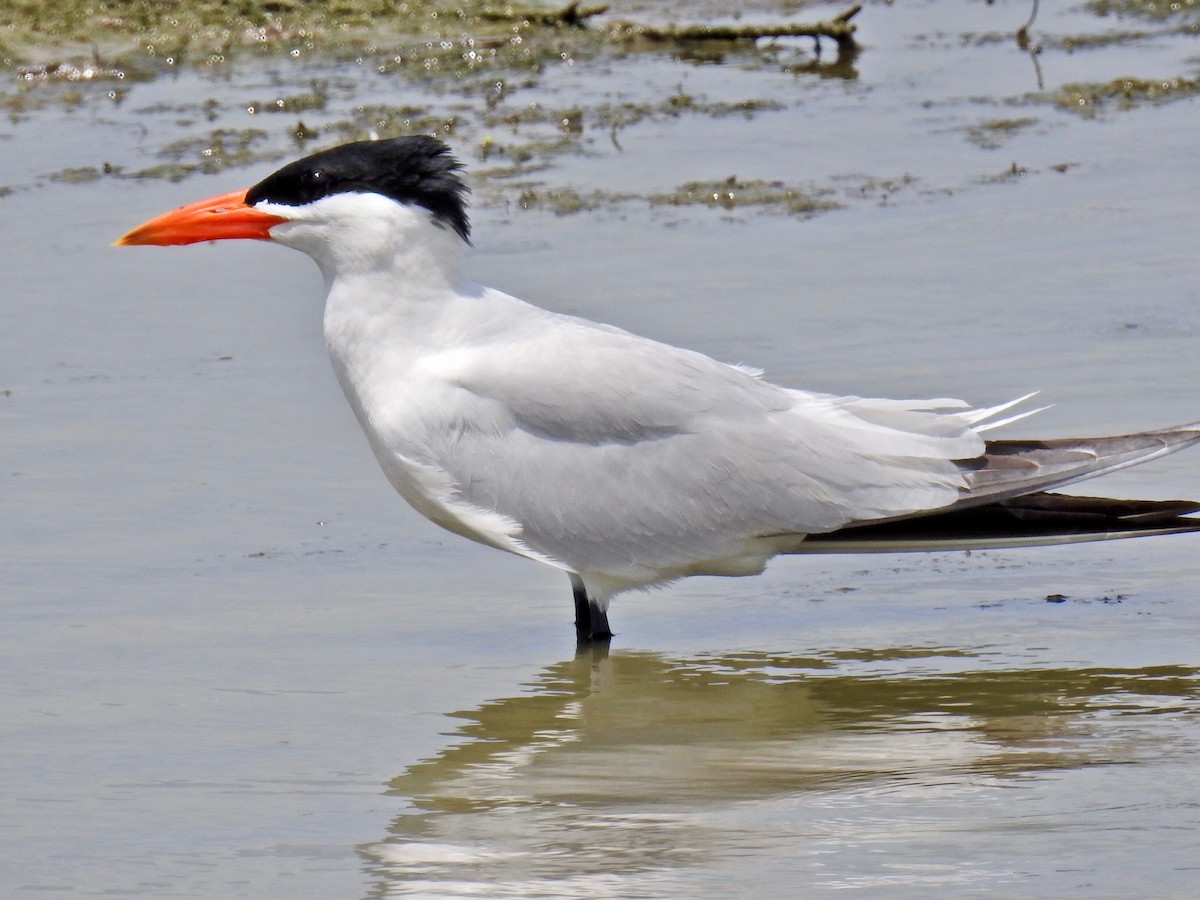 Caspian Tern - ML104219301