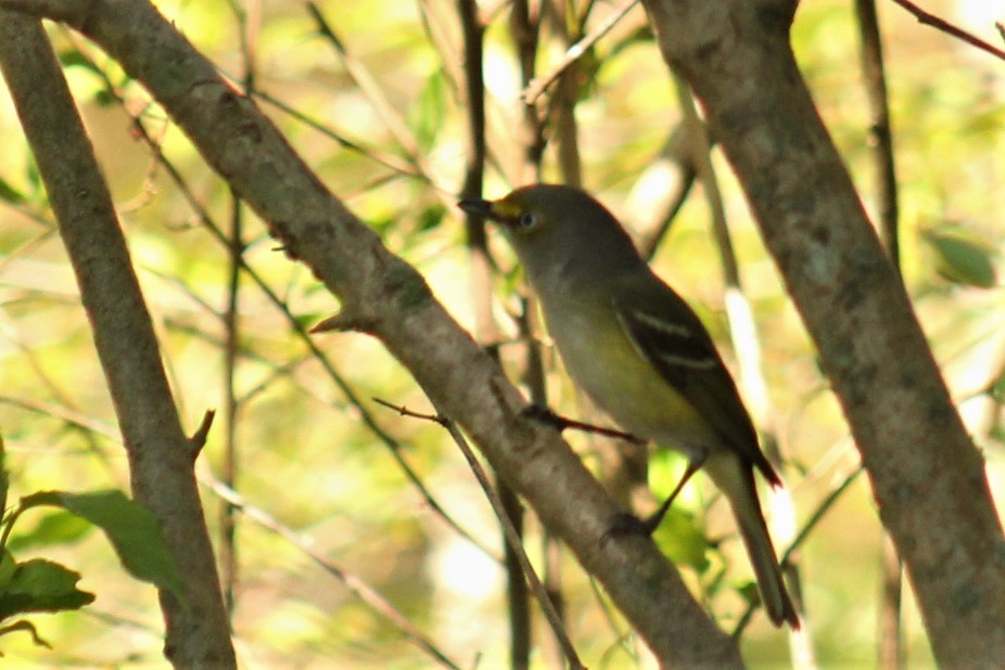 White-eyed Vireo - Barbara Hiebsch