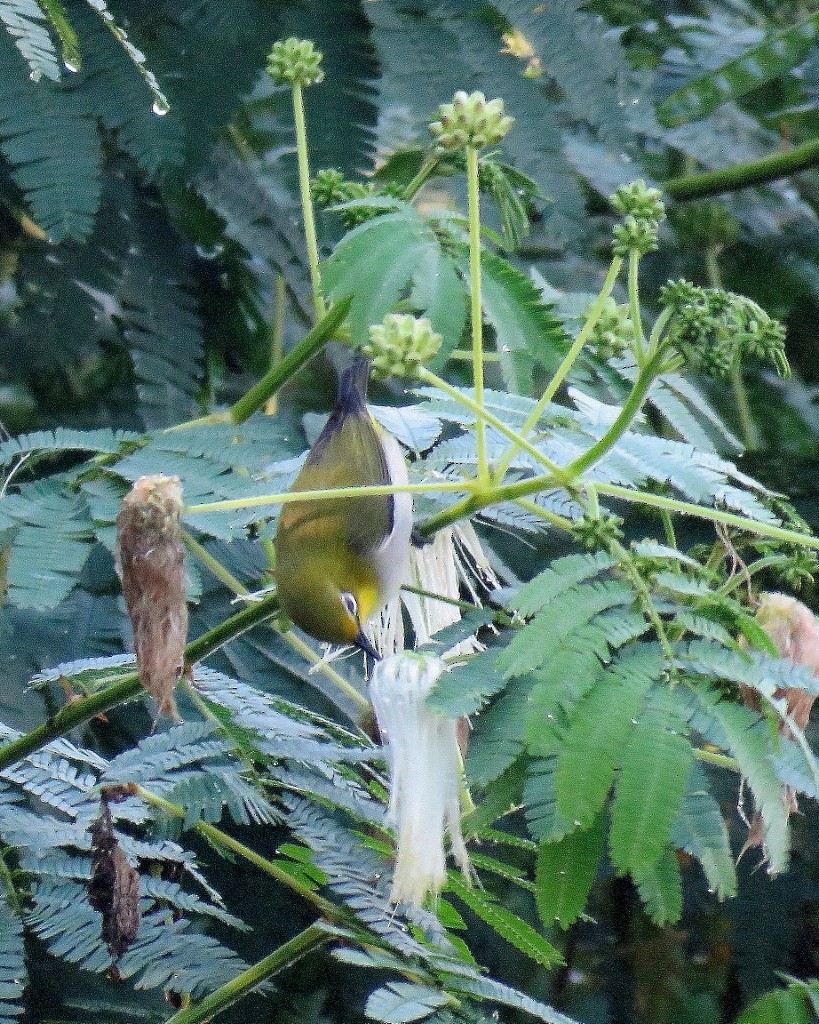 Warbling White-eye - ML104219691