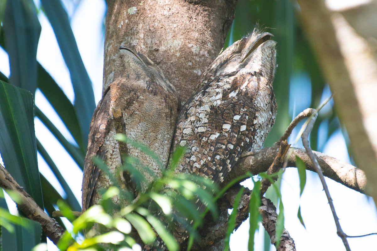 Papuan Frogmouth - ML104219931