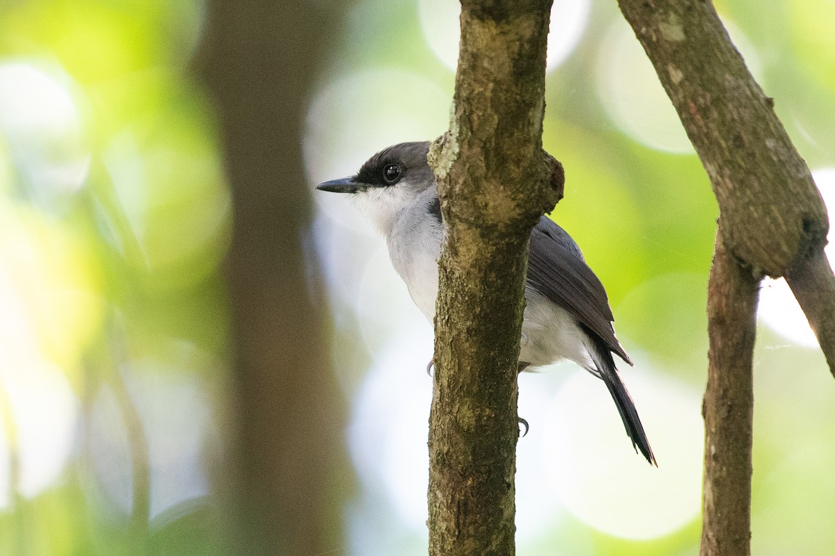 Mangrove Robin - ML104220621