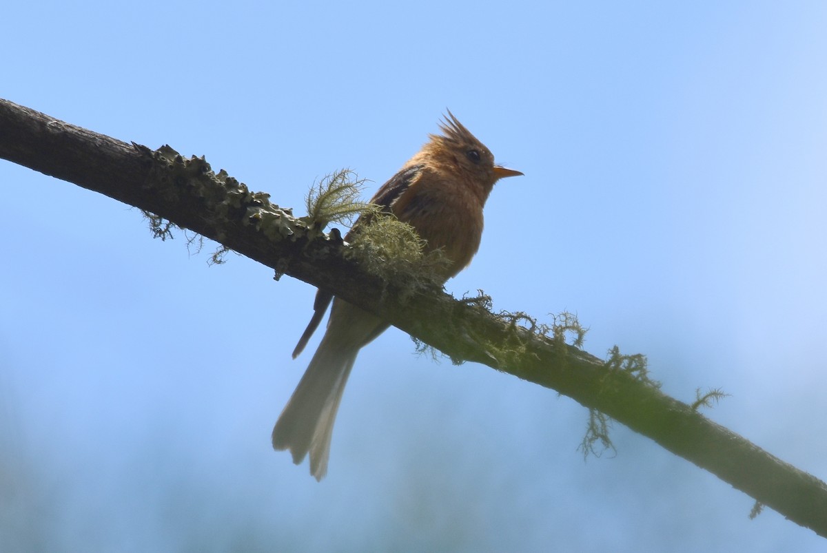 Tufted Flycatcher - ML104221601