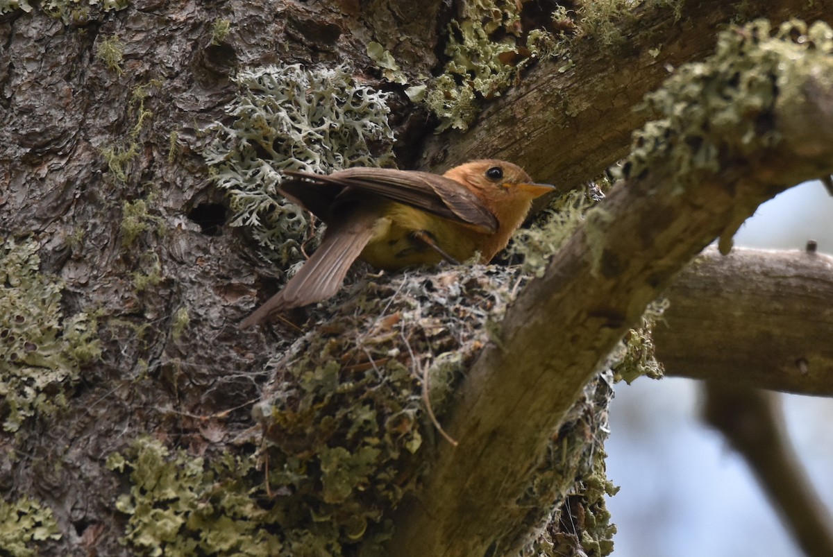 Tufted Flycatcher - ML104221611