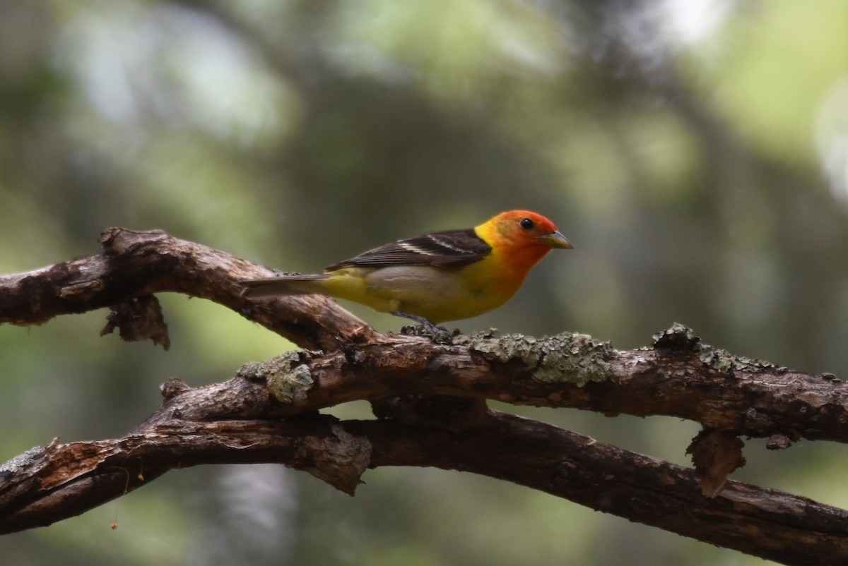 Western Tanager - ML104221901