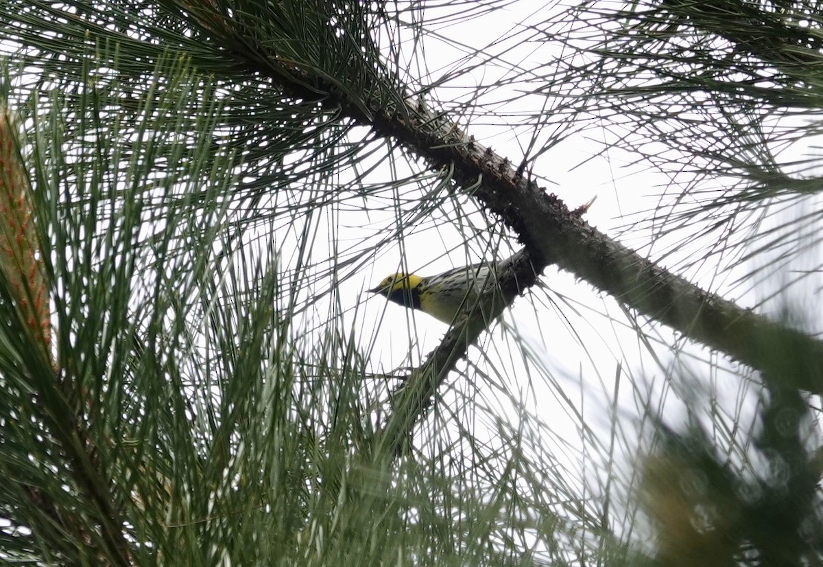 Townsend's x Hermit Warbler (hybrid) - ML104222261