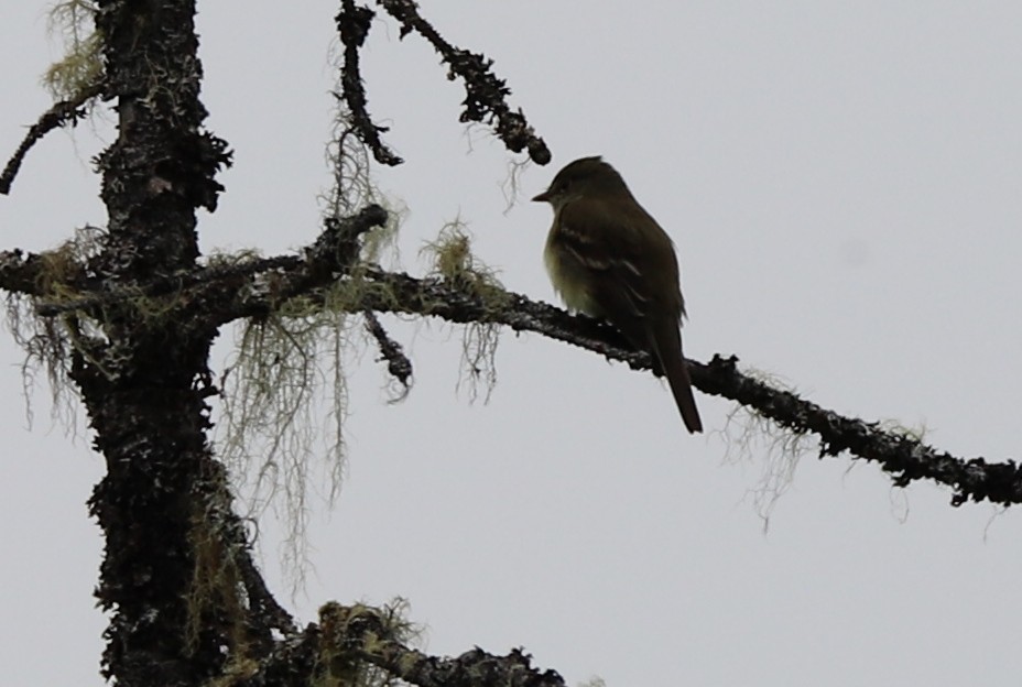 Alder Flycatcher - ML104222511