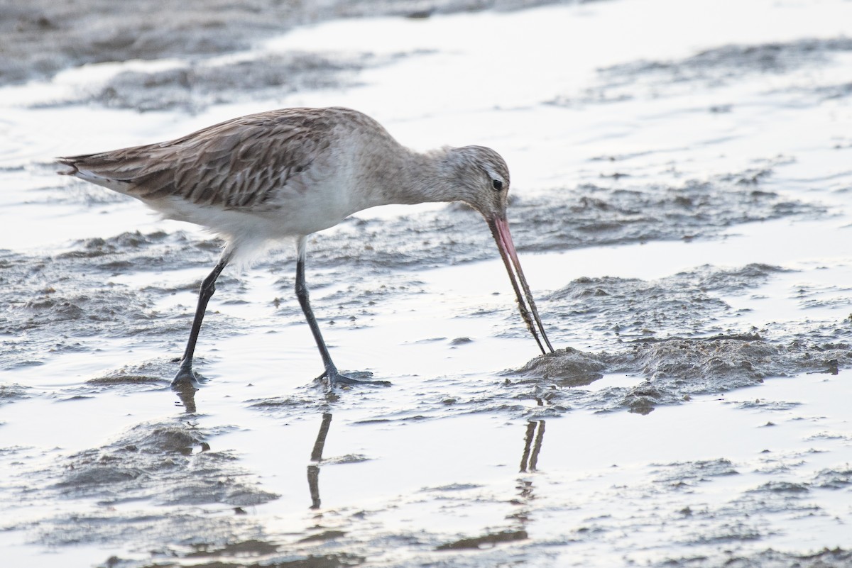 Bar-tailed Godwit - Adam Jackson