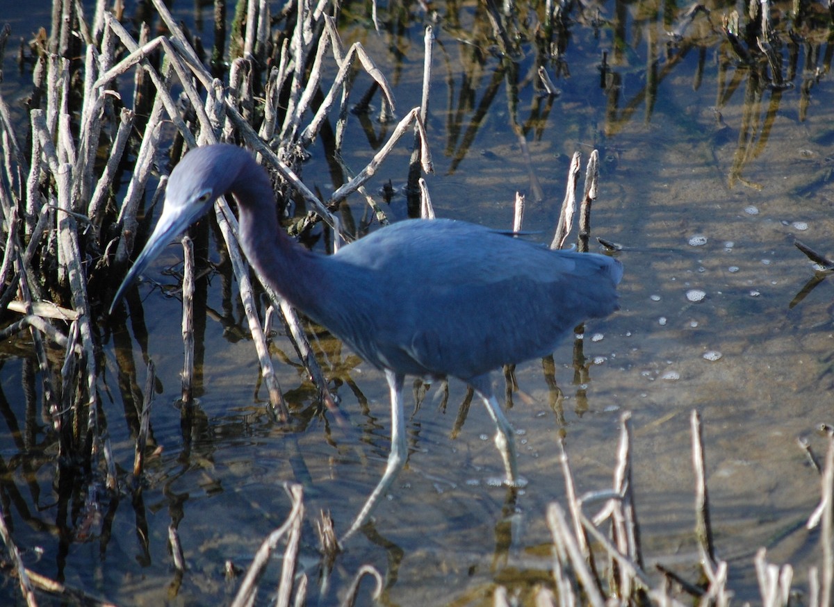 Little Blue Heron - Doug Overacker