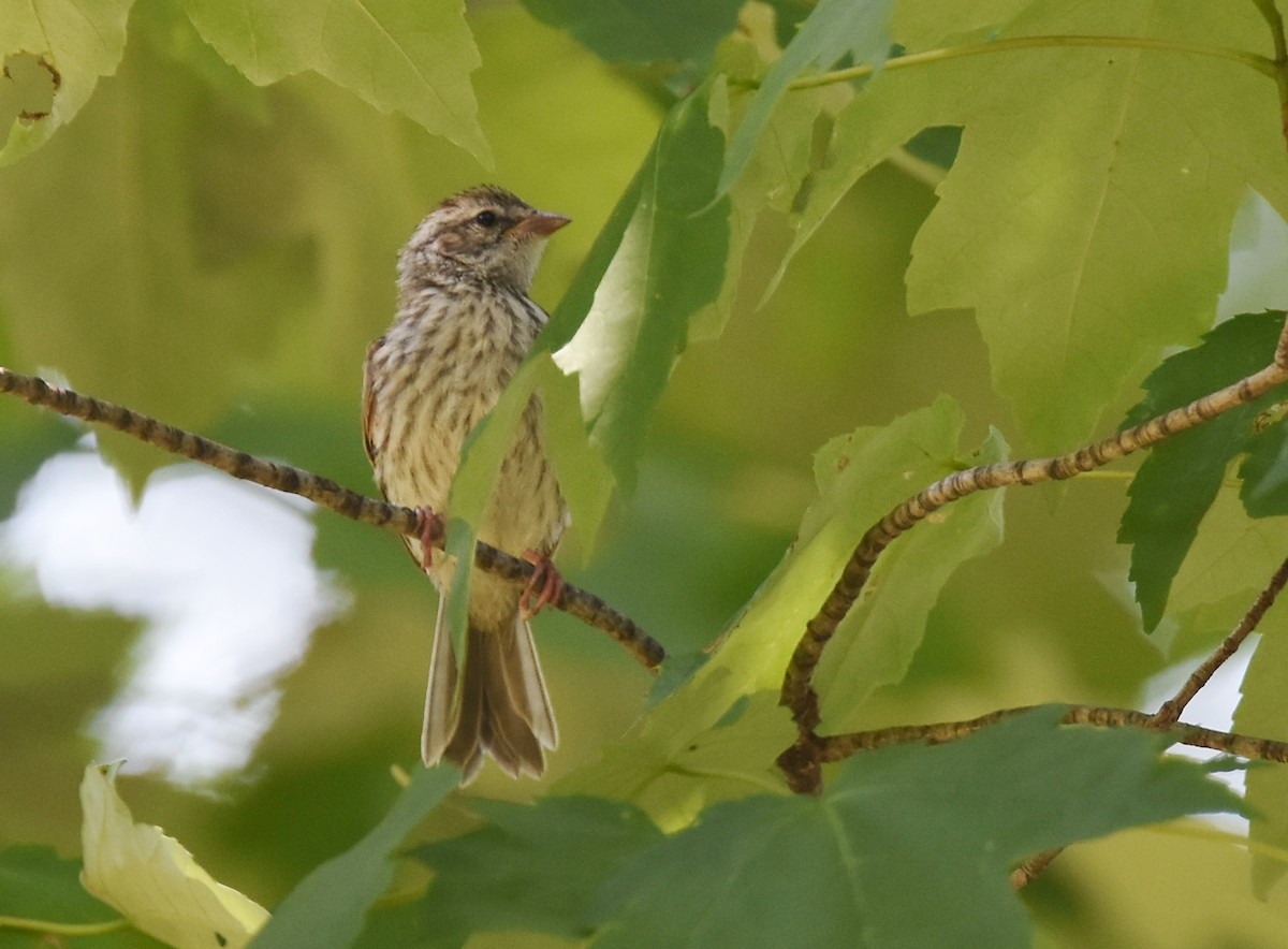 Chipping Sparrow - ML104224801