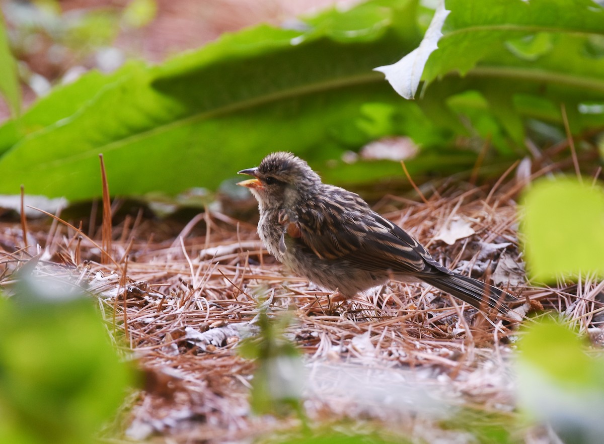 Chipping Sparrow - ML104224821