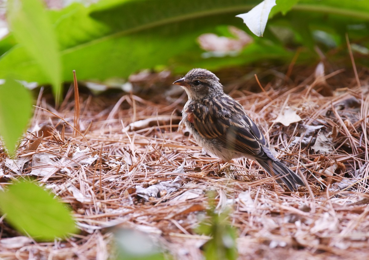 Chipping Sparrow - ML104224851