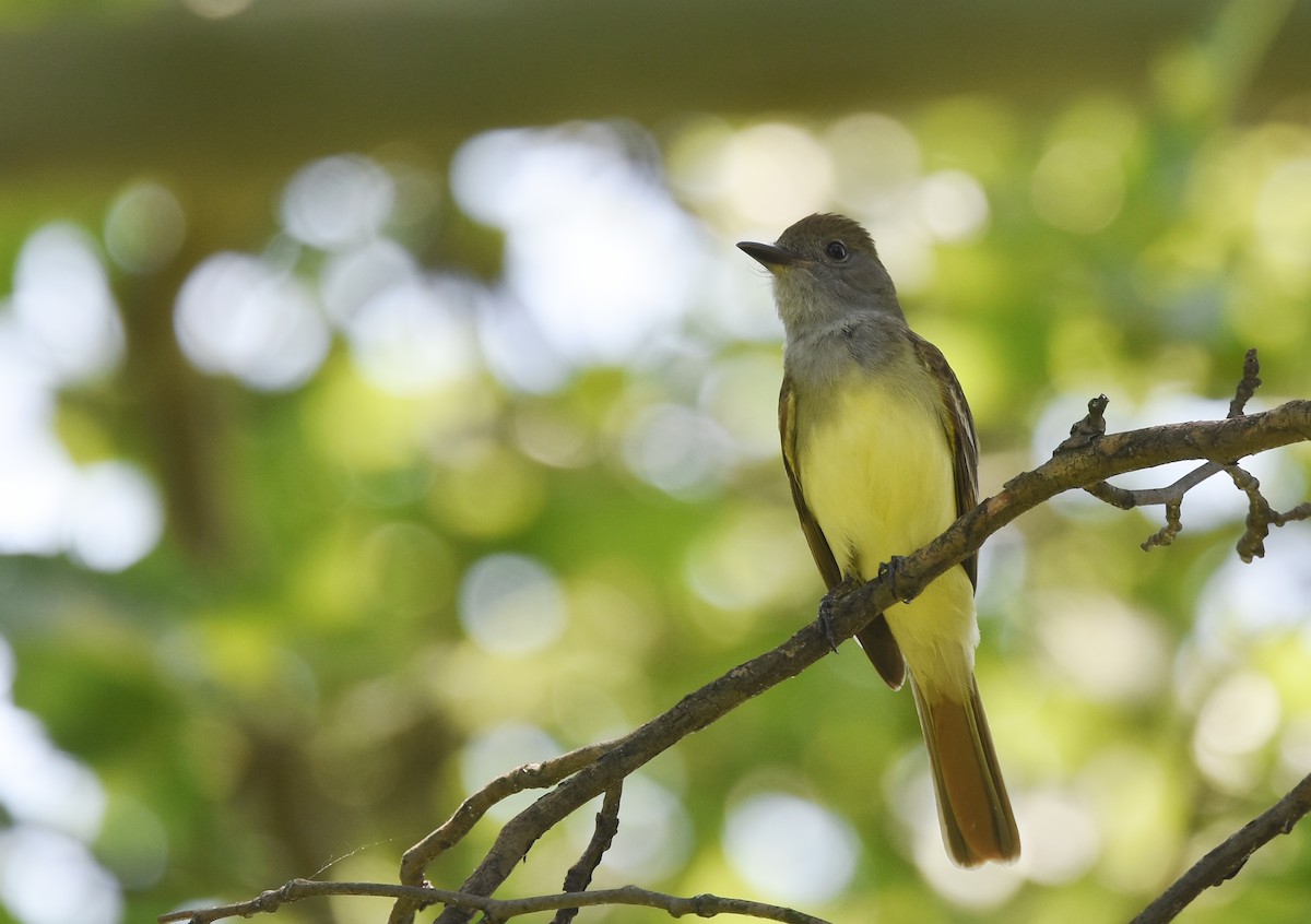Great Crested Flycatcher - ML104224881