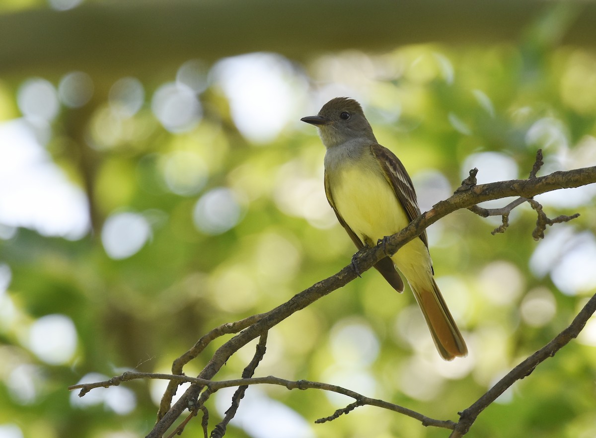 Great Crested Flycatcher - ML104224891