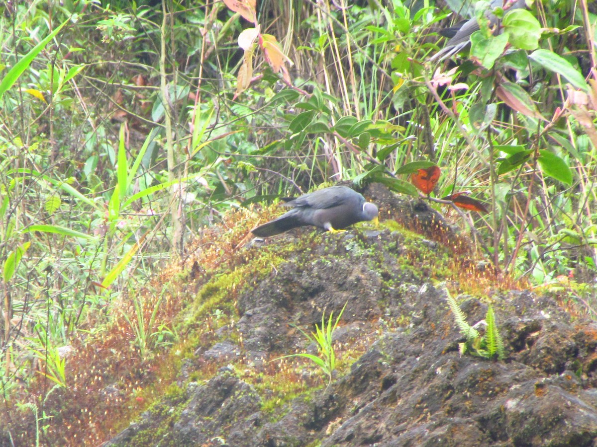 Band-tailed Pigeon - ML104226951