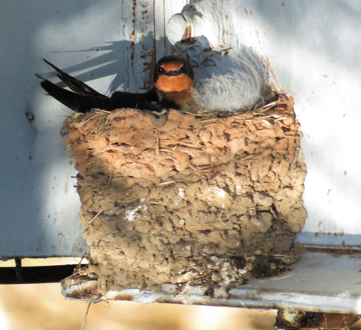 Barn Swallow - ML104229871