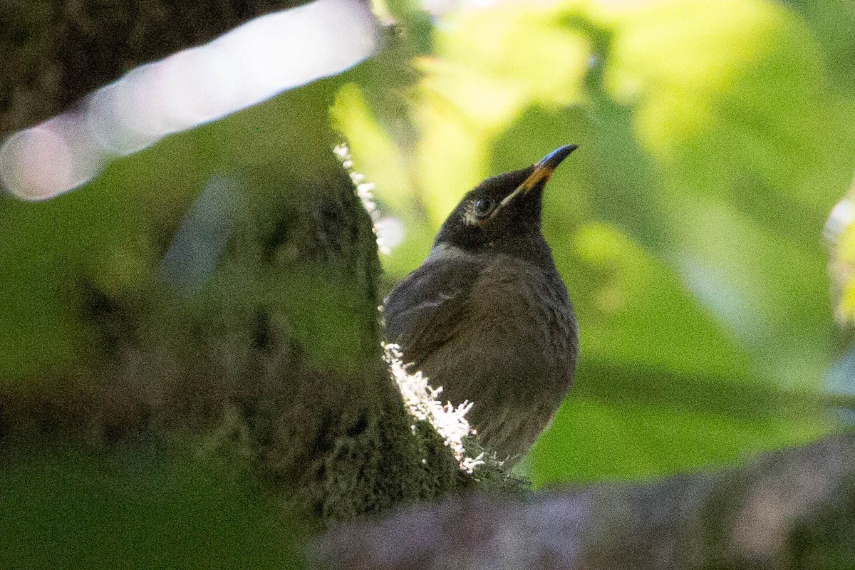 Bridled Honeyeater - ML104229891