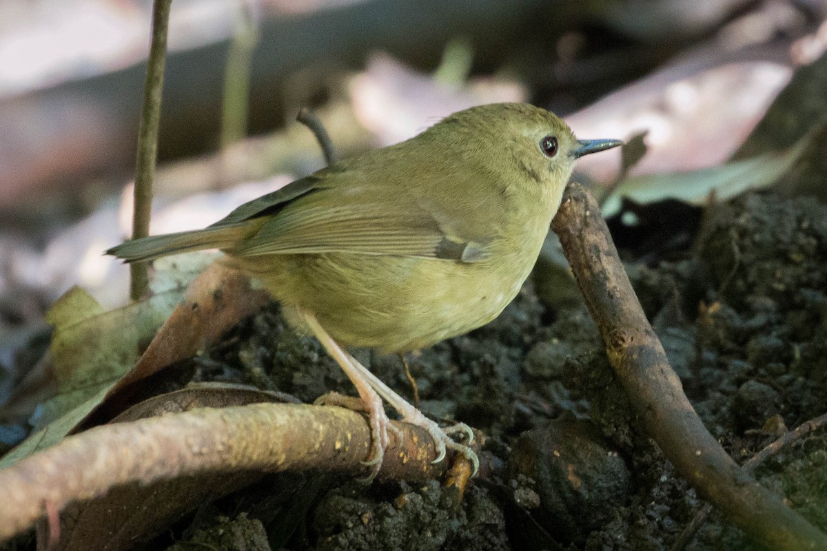 Atherton Scrubwren - ML104230281