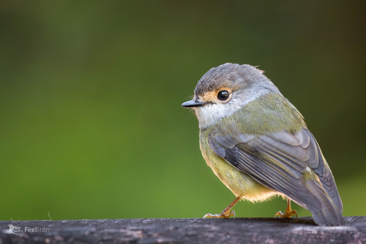 Pale-yellow Robin - ML104230441