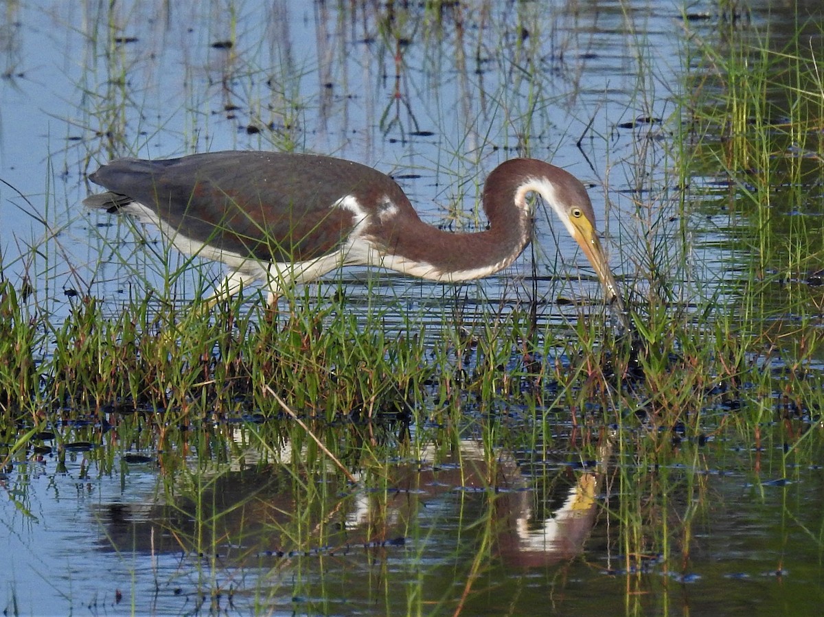 Tricolored Heron - ML104230571