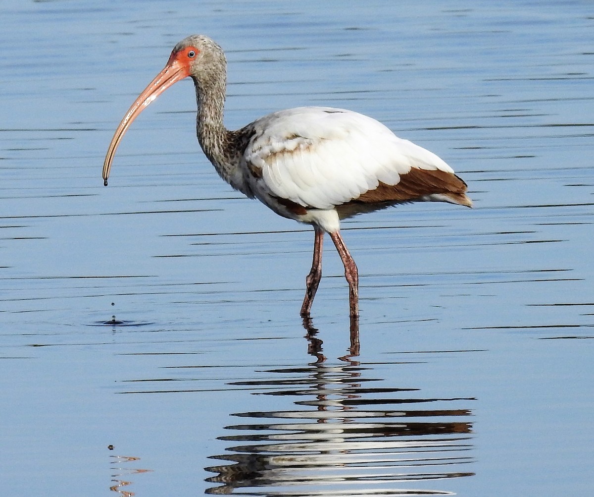 White Ibis - ML104230771