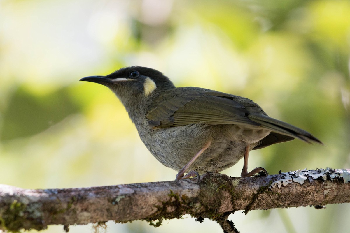 Lewin's Honeyeater - ML104230791