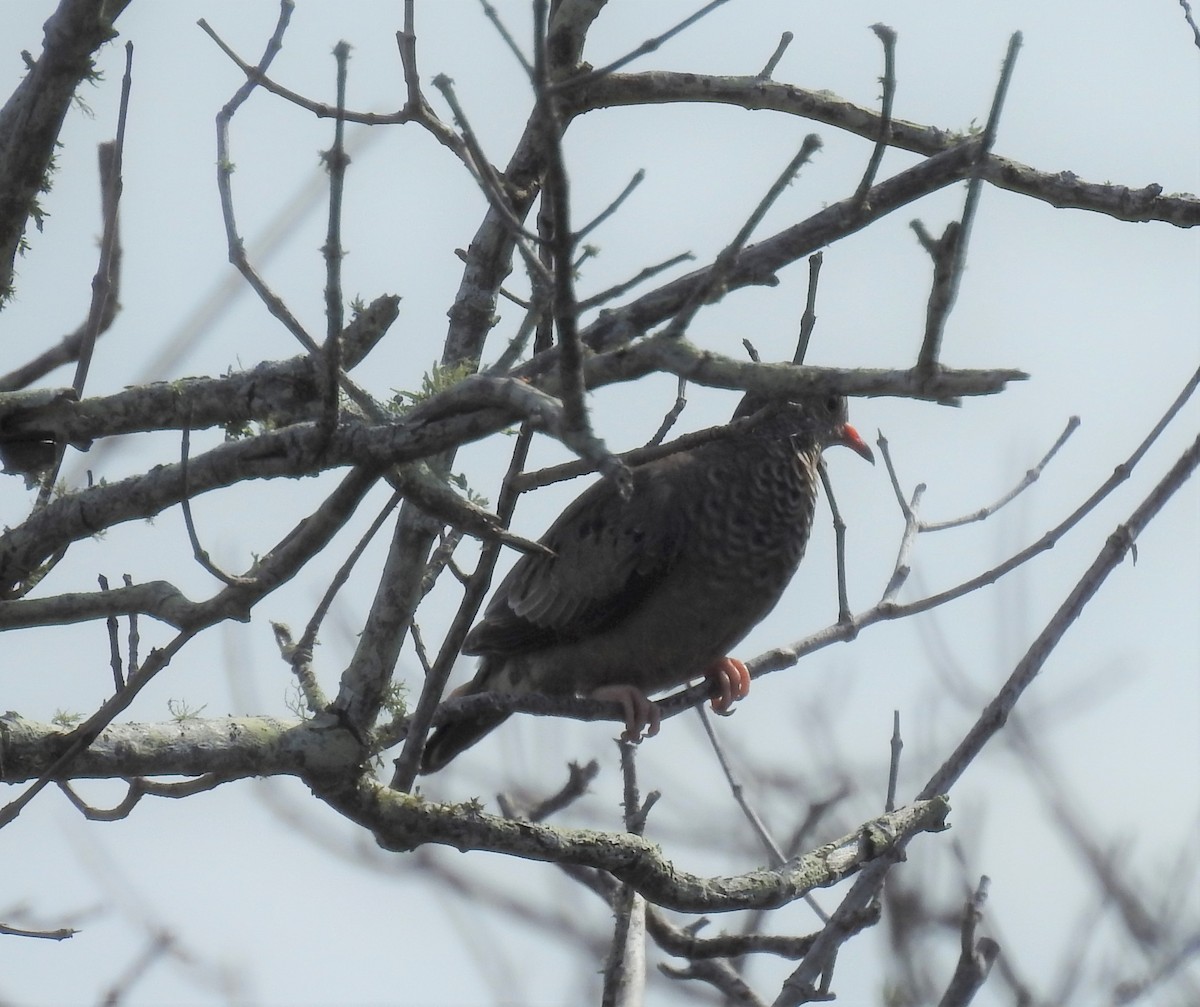 Common Ground Dove - ML104231151