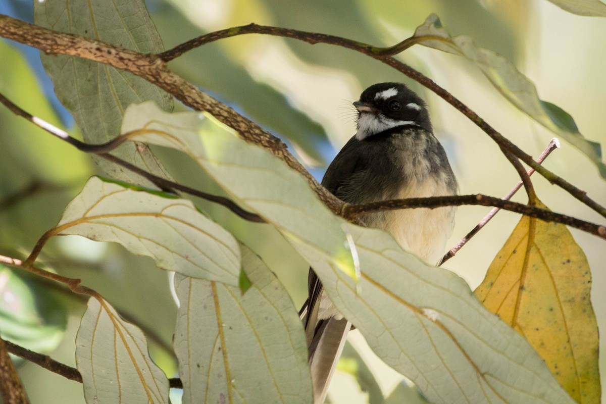 Gray Fantail - ML104231691