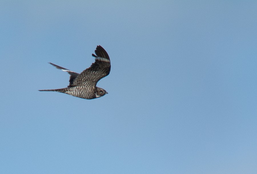 Common Nighthawk - LUCIANO BERNARDES