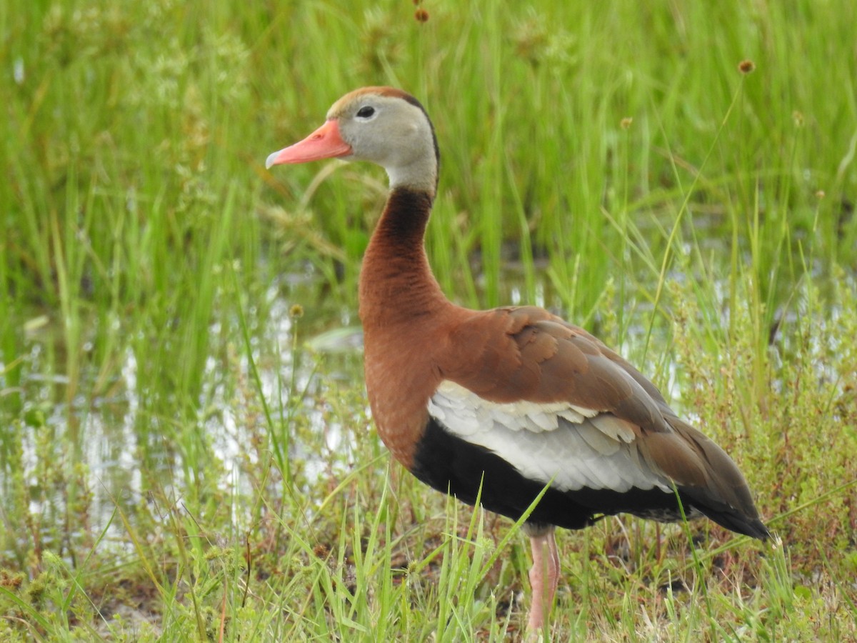 Black-bellied Whistling-Duck - ML104231731