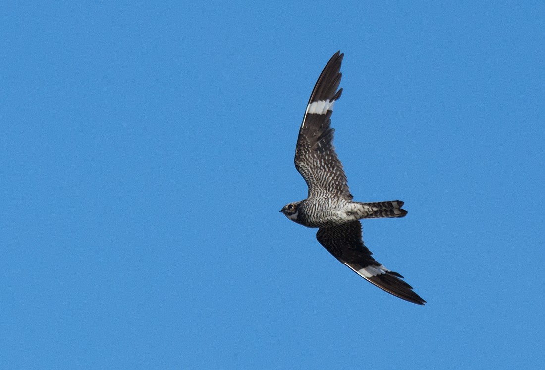 Common Nighthawk - LUCIANO BERNARDES