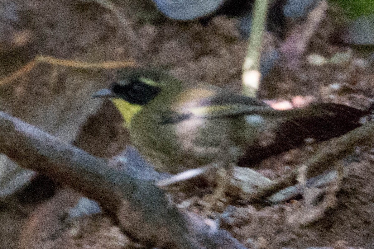 Yellow-throated Scrubwren - ML104231891