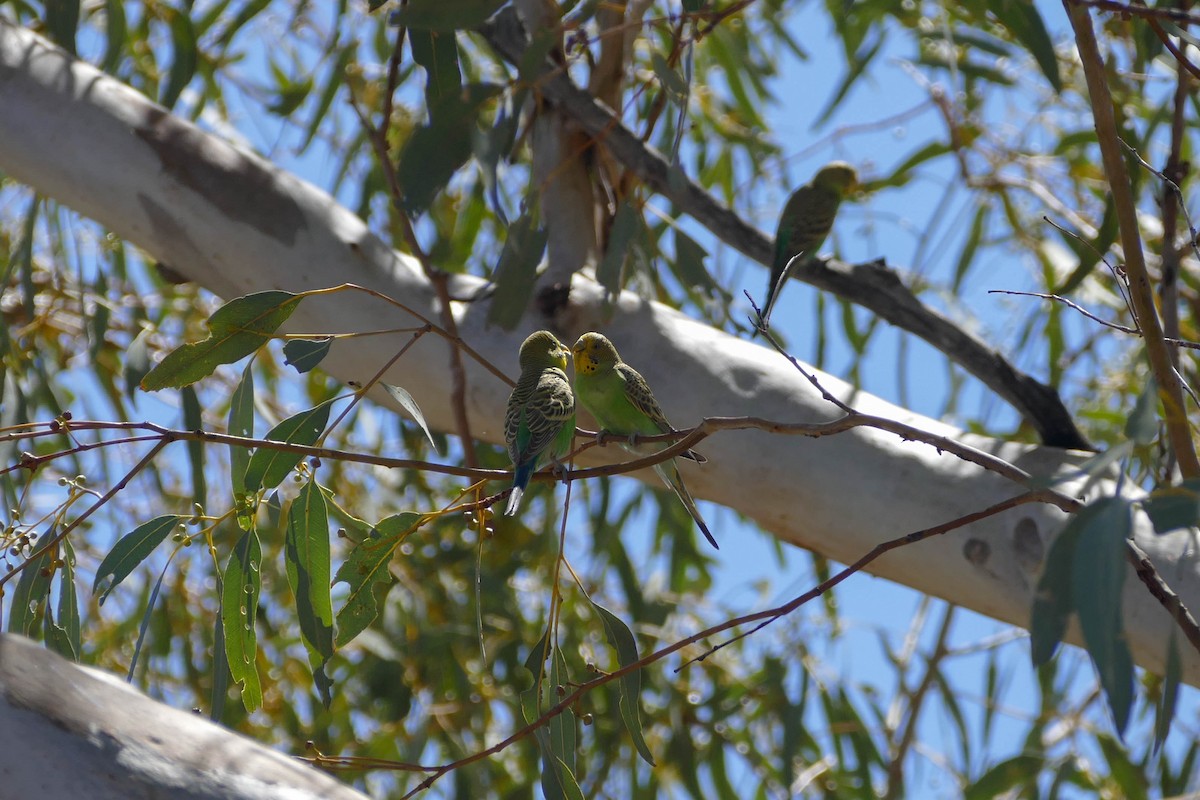 Budgerigar - ML104232921