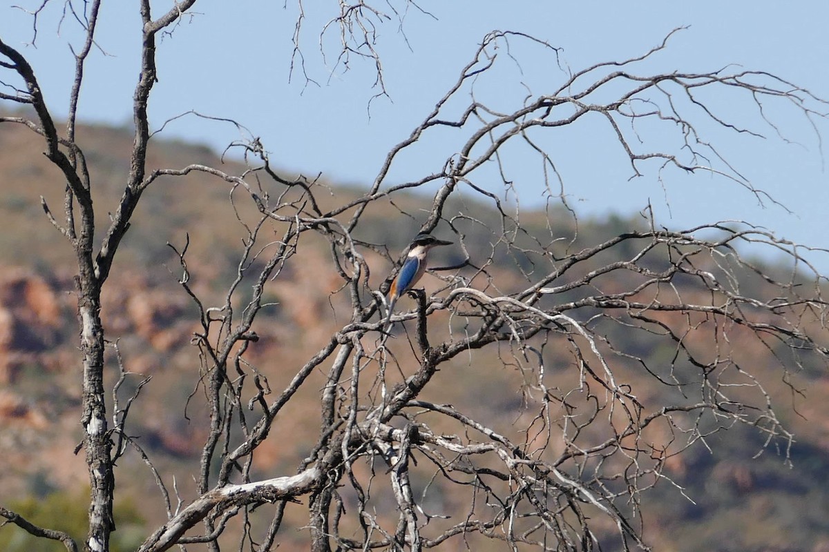 Red-backed Kingfisher - ML104233001
