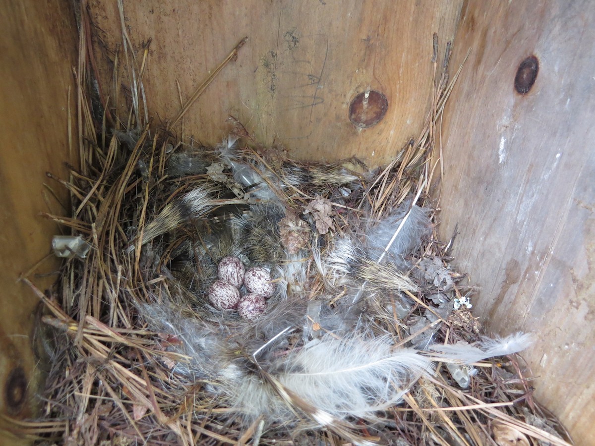 Great Crested Flycatcher - Shirley Devan