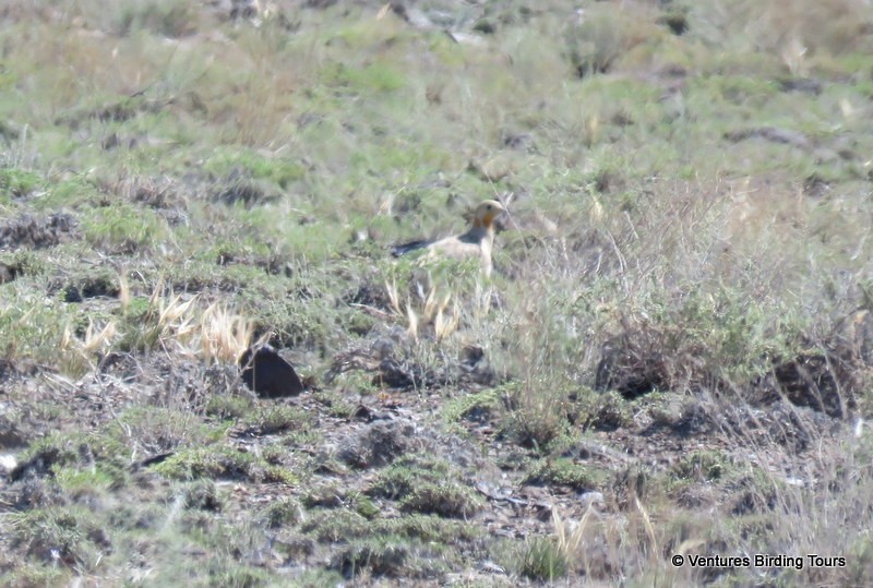 Pallas's Sandgrouse - Simon RB Thompson