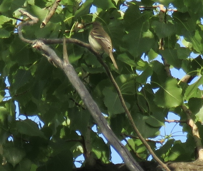 Willow Flycatcher - ML104236421