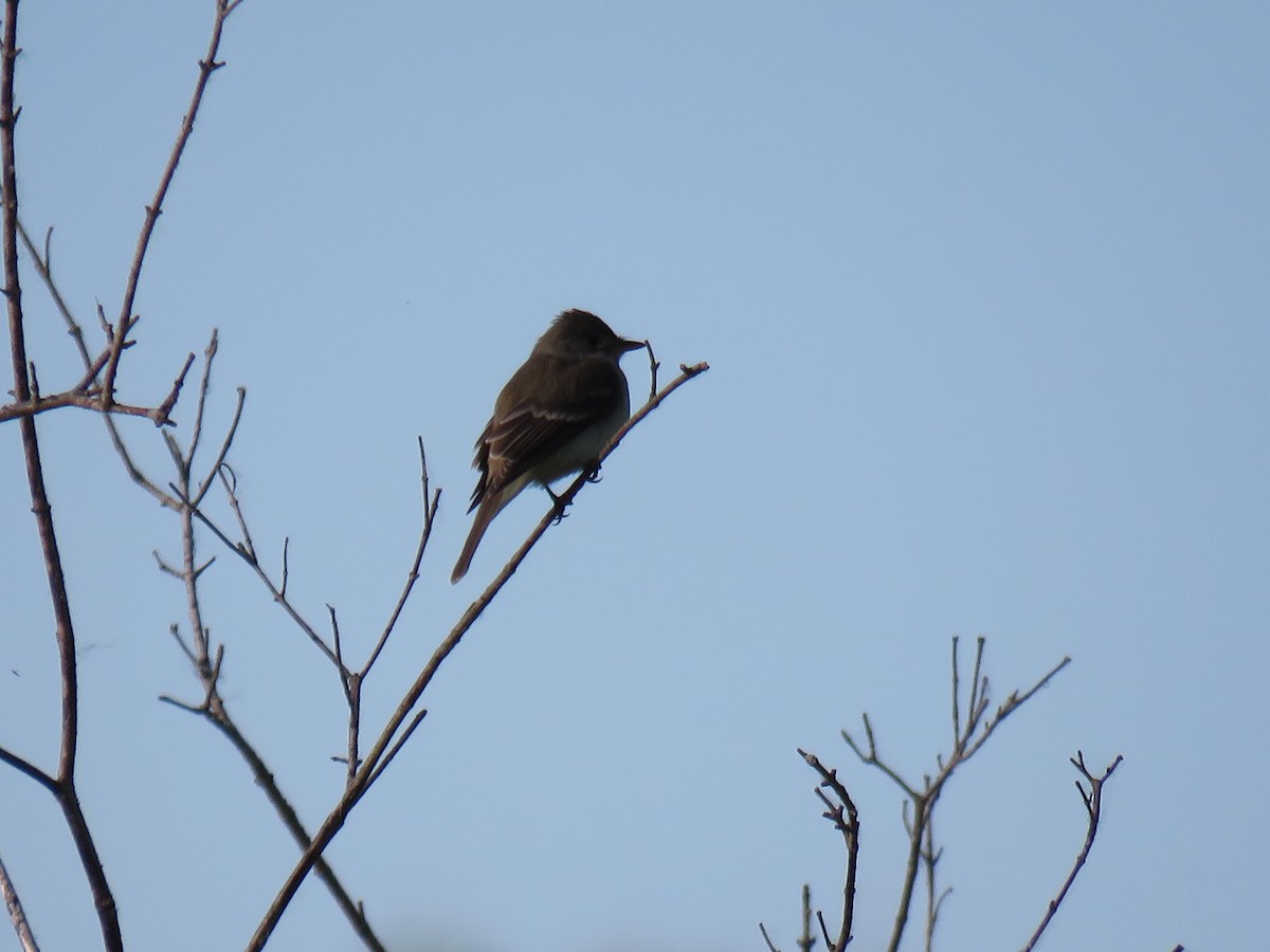 Willow Flycatcher - ML104236451