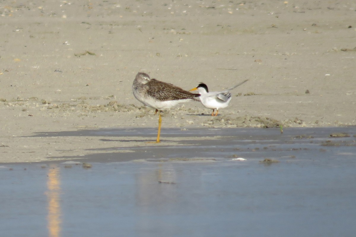 Greater Yellowlegs - ML104236841