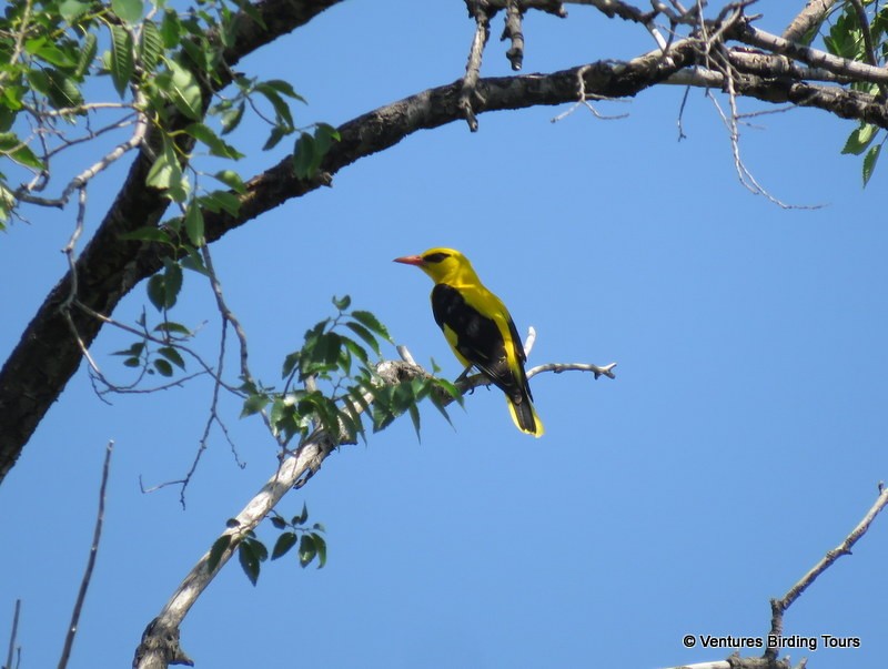 Indian Golden Oriole - ML104238101