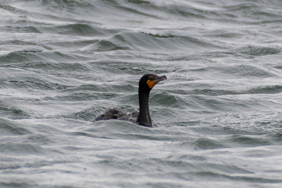 Double-crested Cormorant - ML104238191