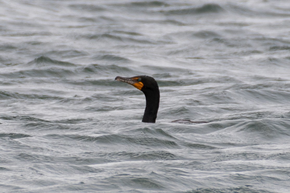 Double-crested Cormorant - ML104238201