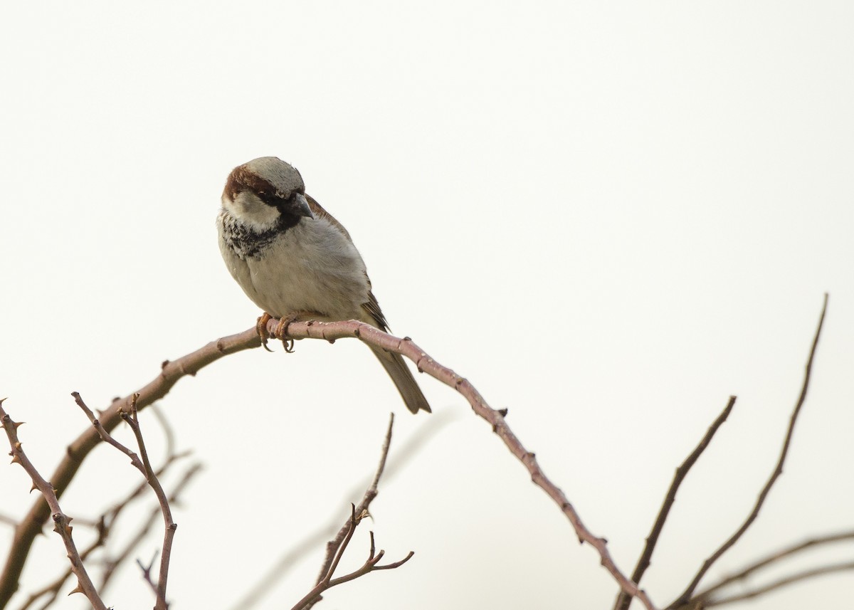 House Sparrow - ML104239111