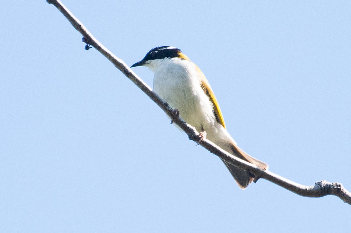 White-throated Honeyeater - ML104239461