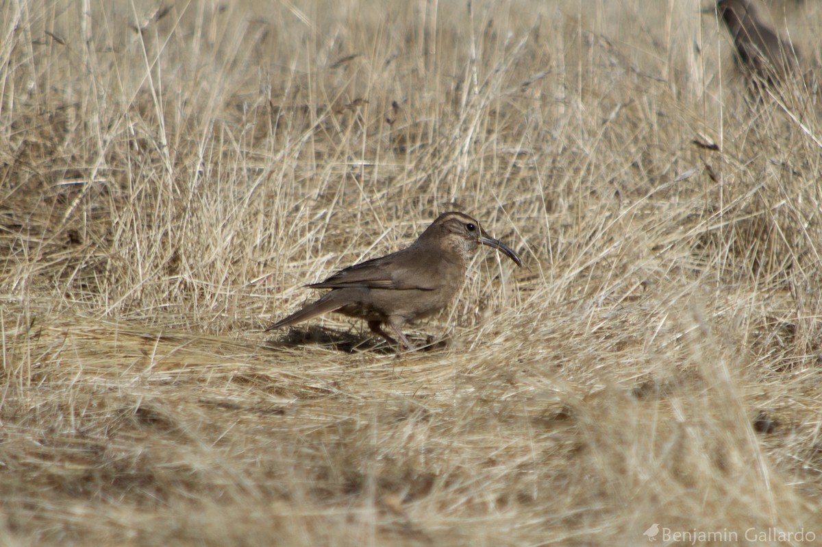 Patagonian Forest Earthcreeper - Benjamin Gallardo