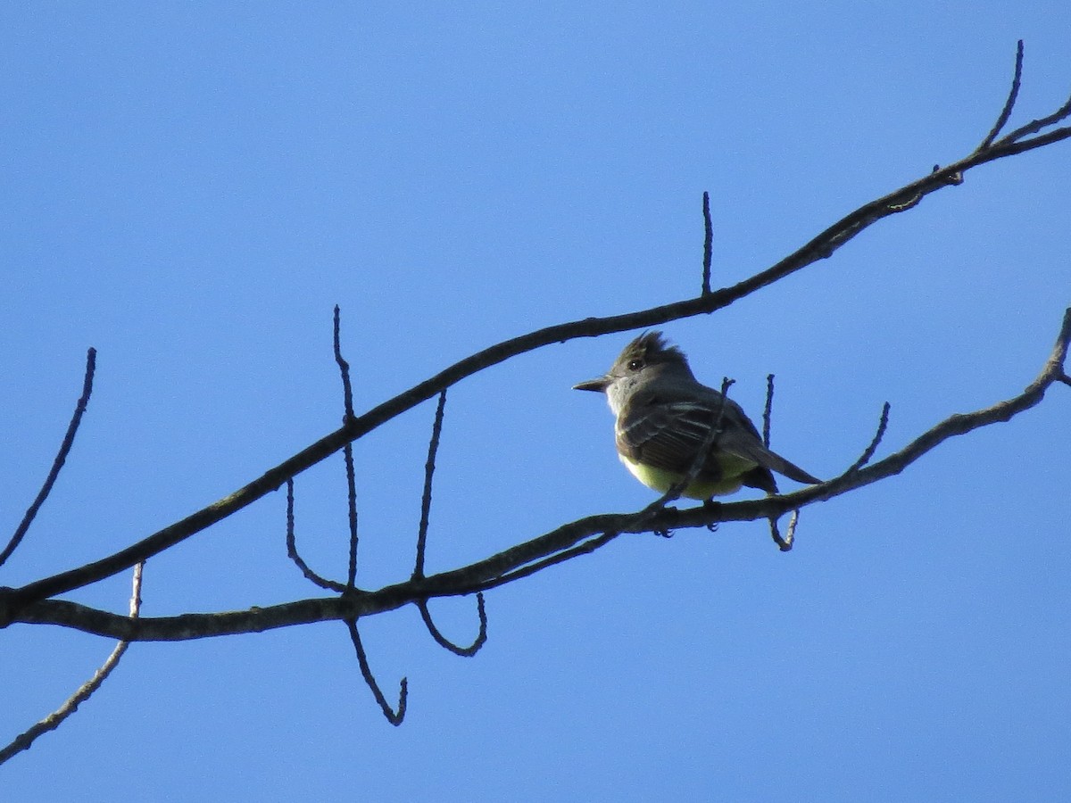 Great Crested Flycatcher - Naomi Lloyd