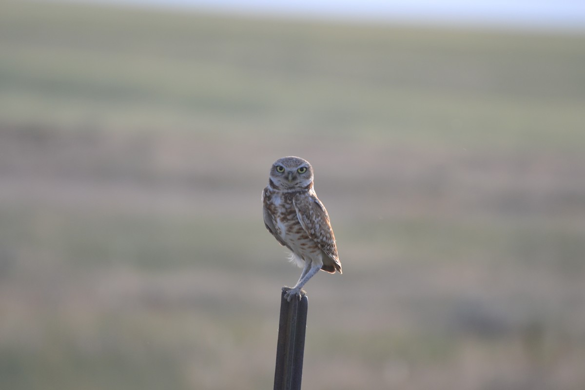 Burrowing Owl - Jake Shorty