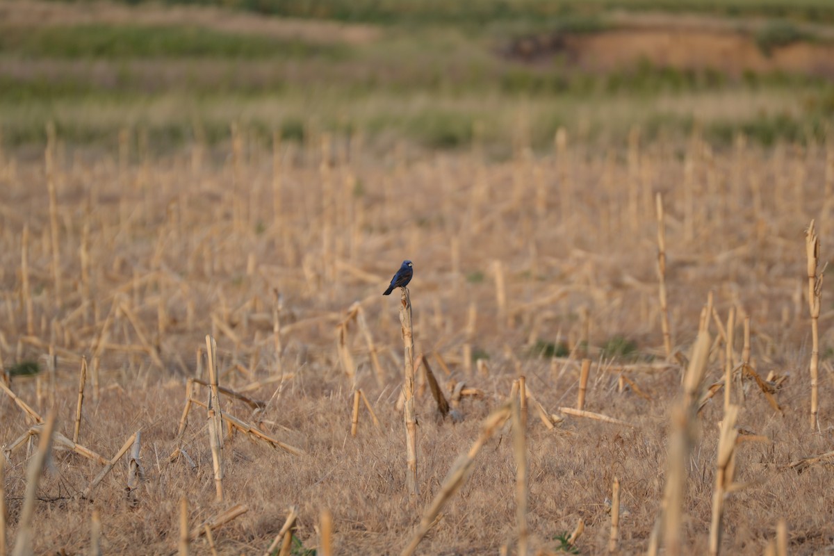 Blue Grosbeak - ML104241161