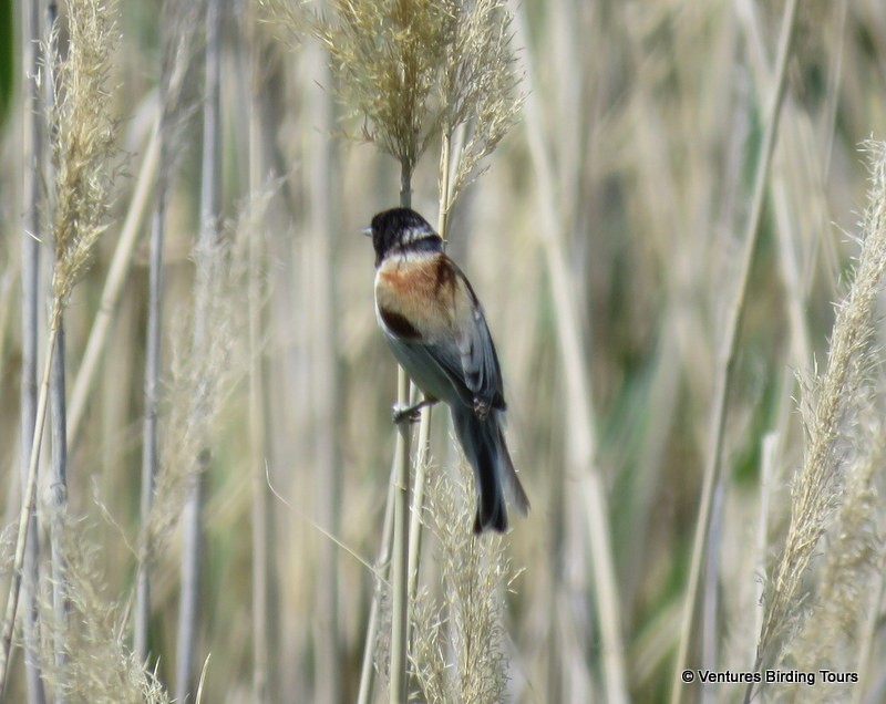 Black-headed Penduline-Tit - Simon RB Thompson